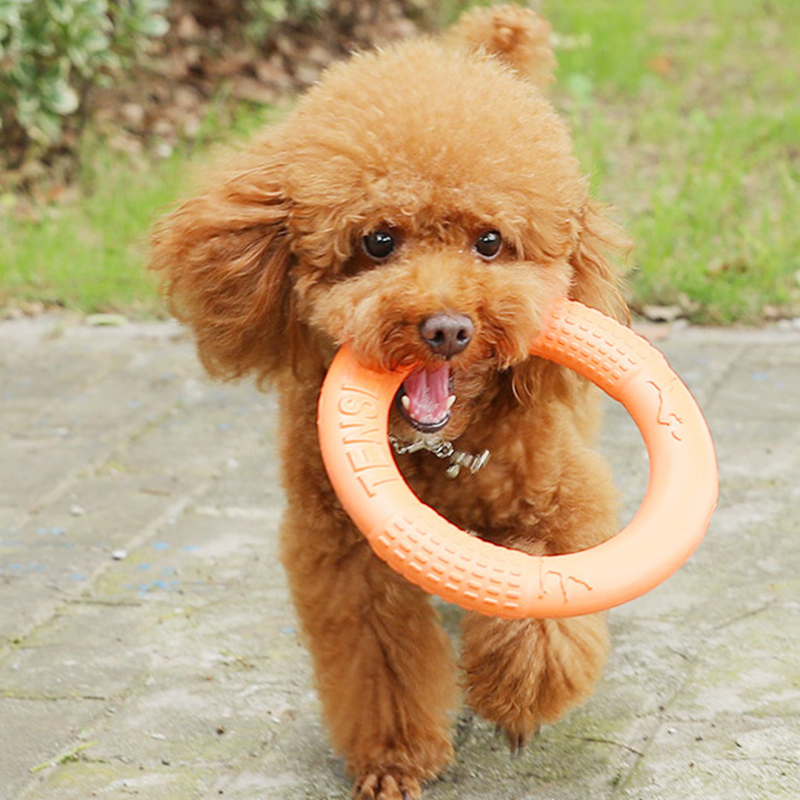 Tirador de anillo de entrenami - Flying Disc Dog Training Toy reseña y precio